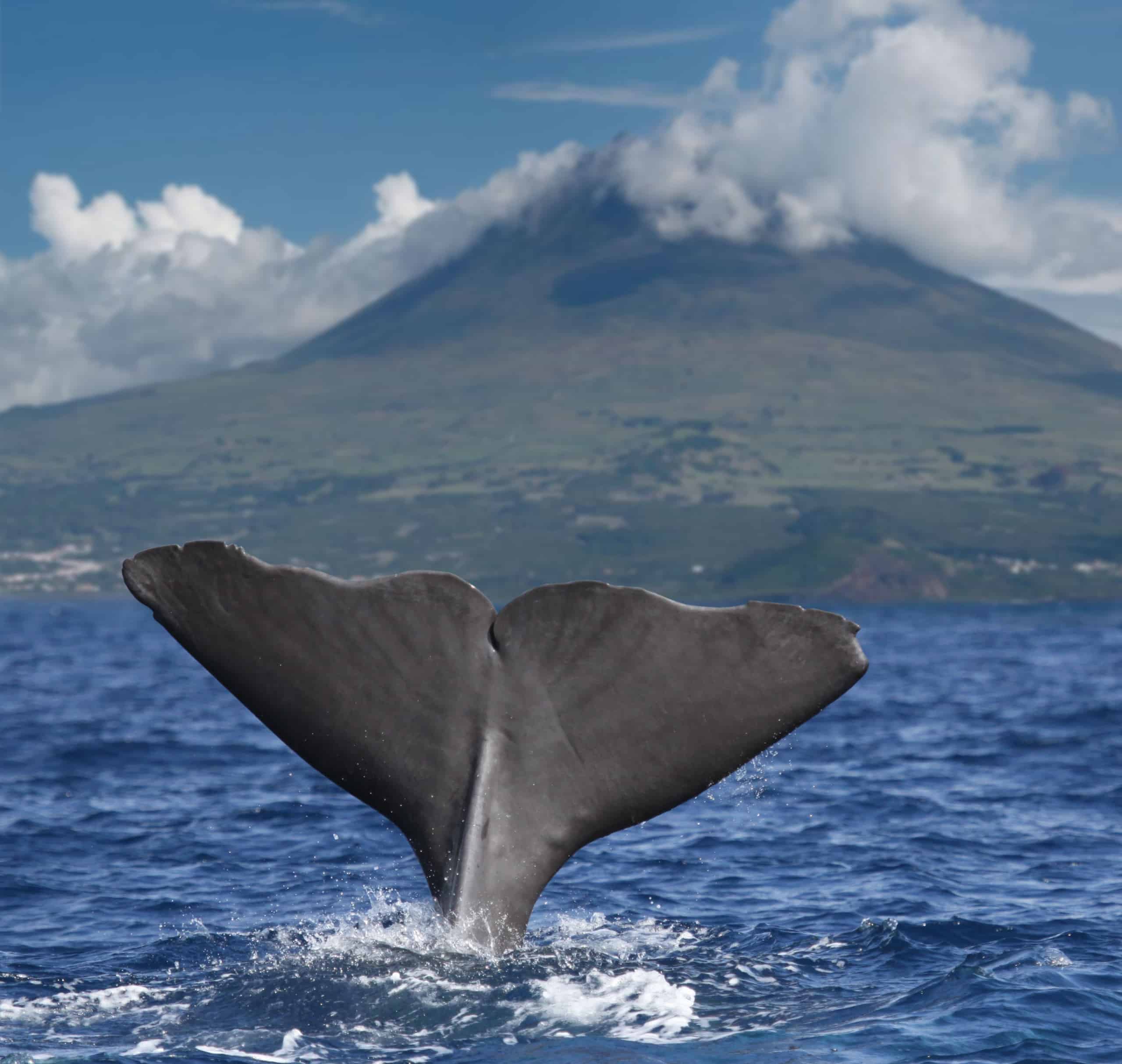 Whale Watching Azoren