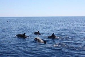 Delfine Sea Cloud Kreuzfahrten